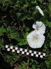 Convolvulus sepium