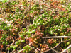 Sedum album