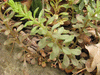 Sedum cepaea