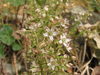 Sedum cepaea