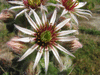 Sempervivum tectorum