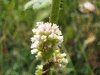 Cuscuta europaea