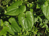 Dioscorea communis