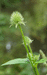 Dipsacus pilosus