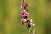 Calluna vulgaris 