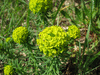 Euphorbia cyparissias