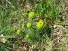 Euphorbia cyparissias