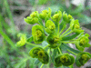 Euphorbia cyparissias