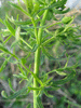 Euphorbia cyparissias