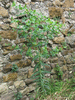 Euphorbia lathyris