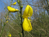 Cytisus scoparius