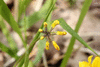 Hippocrepis comosa