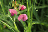 Lathyrus sylvestris