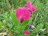 Lathyrus tuberosus