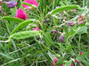 Lathyrus tuberosus