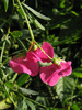 Lathyrus tuberosus