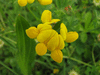 Lotus corniculatus