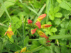 Lotus corniculatus