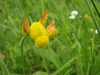 Lotus corniculatus