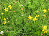 Lotus corniculatus