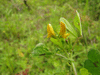 Medicago arabica