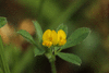 Medicago minima