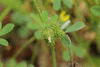 Medicago minima