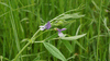 Vicia bithynica