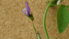 Vicia bithynica