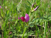 Vicia angustifolia