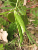 Vicia angustifolia