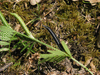 Vicia angustifolia