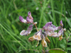 Vicia sepium