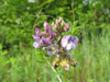 Vicia sepium