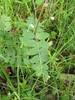 Vicia sepium