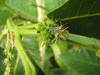 Castanea sativa