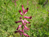 Fumaria officinalis