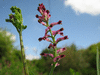 Fumaria officinalis