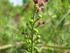 Fumaria officinalis