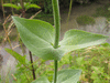 Blackstonia perfoliata