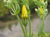 Blackstonia perfoliata