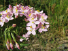 Centaurium erythraea