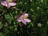 Centaurium erythraea