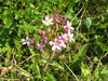 Centaurium erythraea