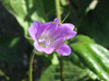 Geranium columbinum