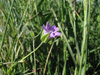 Geranium columbinum