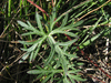 Geranium columbinum