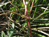 Geranium columbinum