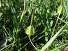 Geranium columbinum