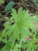 Geranium pusillum